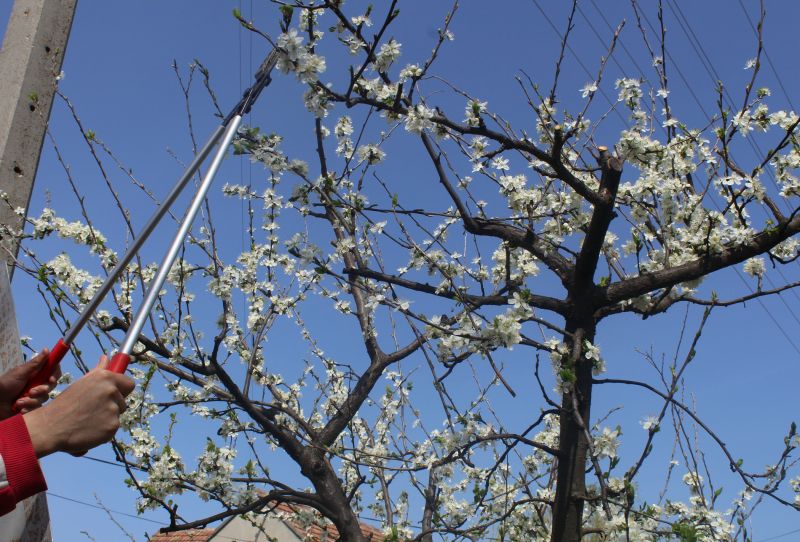 Branch Cutting