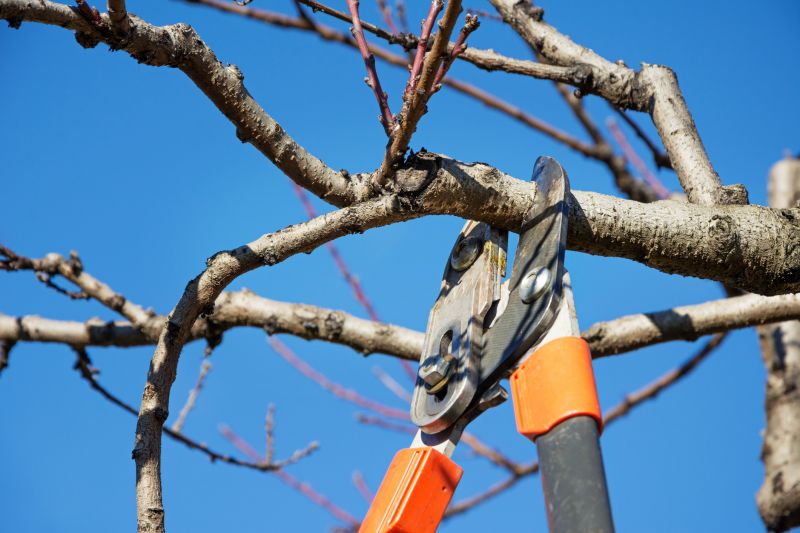 Branch Cutting
