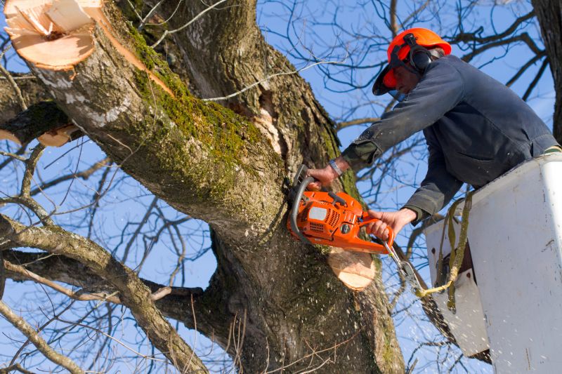 Apple Tree Removal in Pottstown, PA