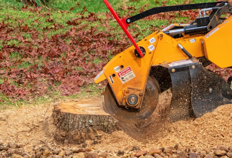 Bamboo Stump Removal in Aiken, SC