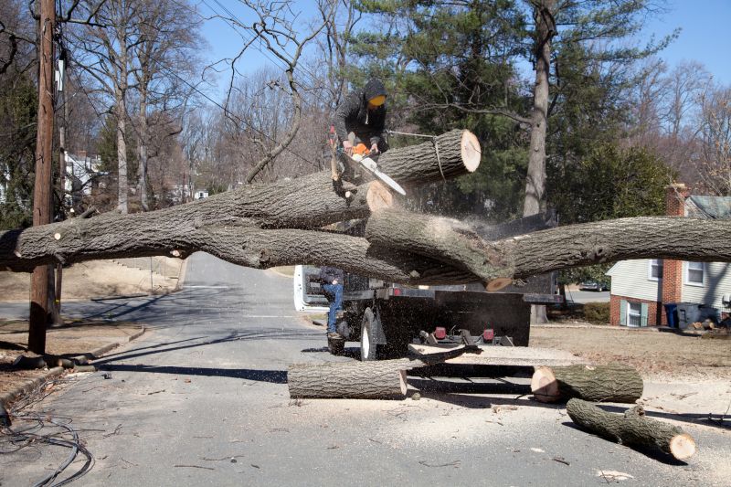Birch Tree Removal in Reno, NV