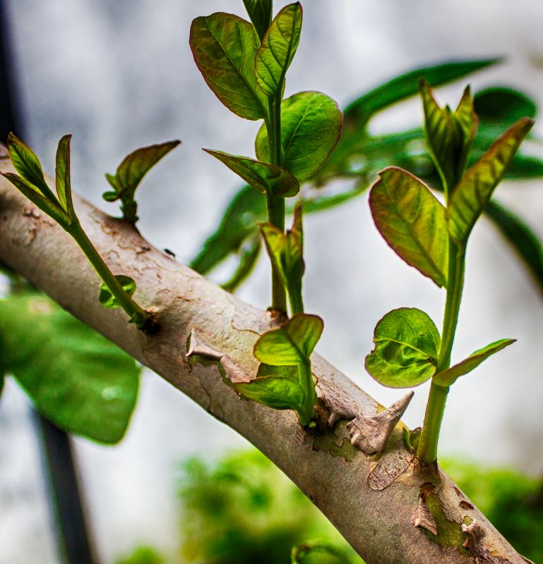 Healthy Branch Cuttings