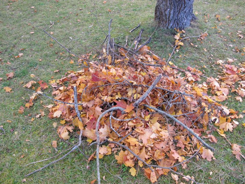 Autumn Branch Cutting