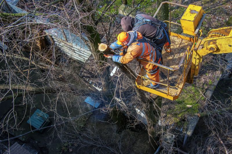 Commercial Tree Service in Reno, NV