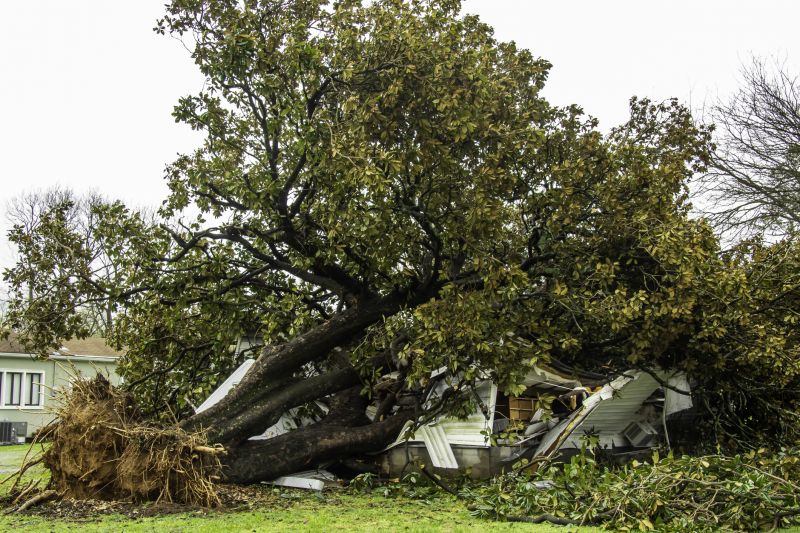 Fallen Tree on Residential Property