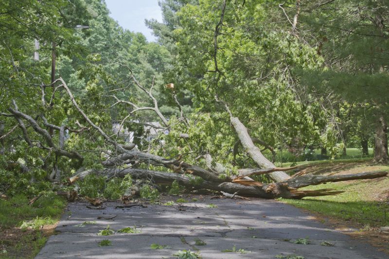 Storm Damage Tree Collapse