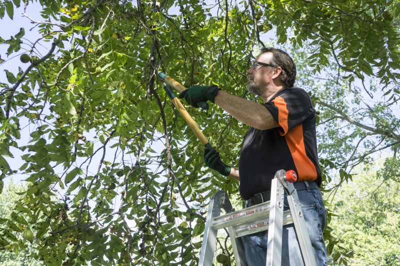 Limb Pruning in Allentown, PA