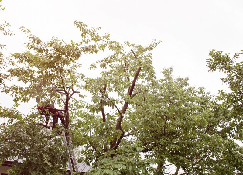 The Importance Of Regular Tree Trimming For Property Safety