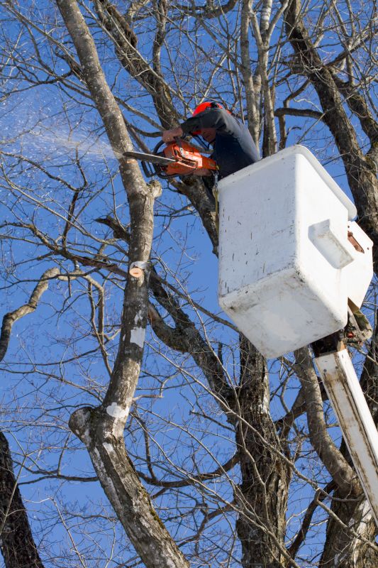 Tree Branch Cutting in San Jose, CA