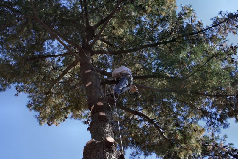 Tree Care in Action