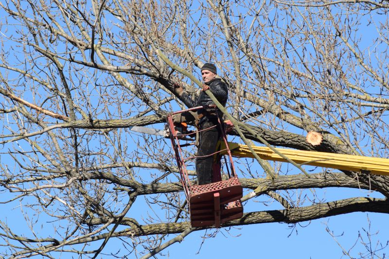 Elevated Tree Trimming